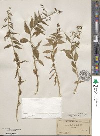 Campanula divaricata image