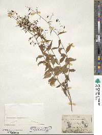 Campanula divaricata image