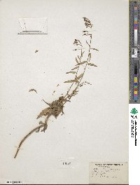 Campanula divaricata image