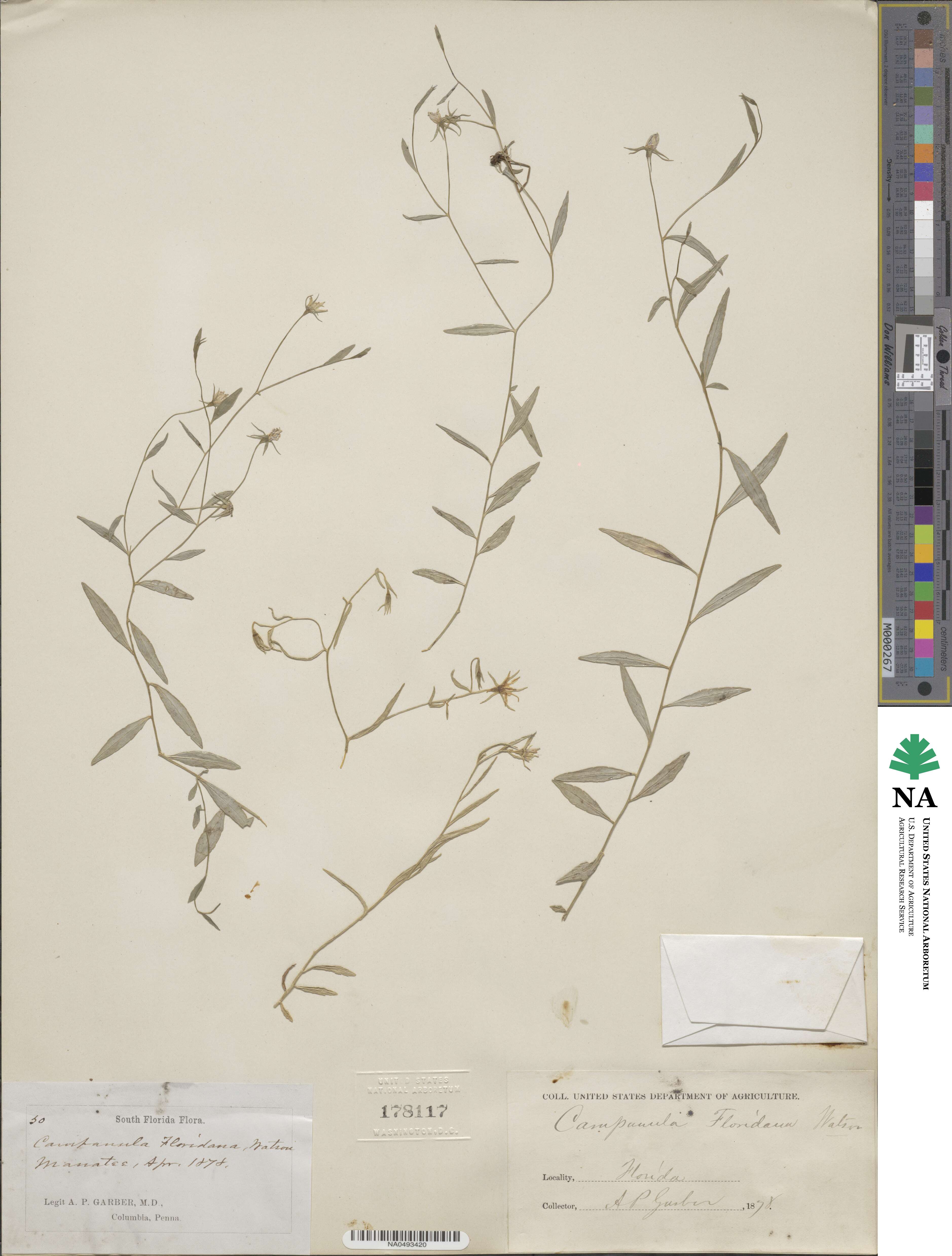 Rotanthella image