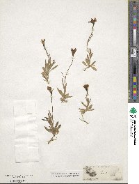 Campanula langsdorffiana image