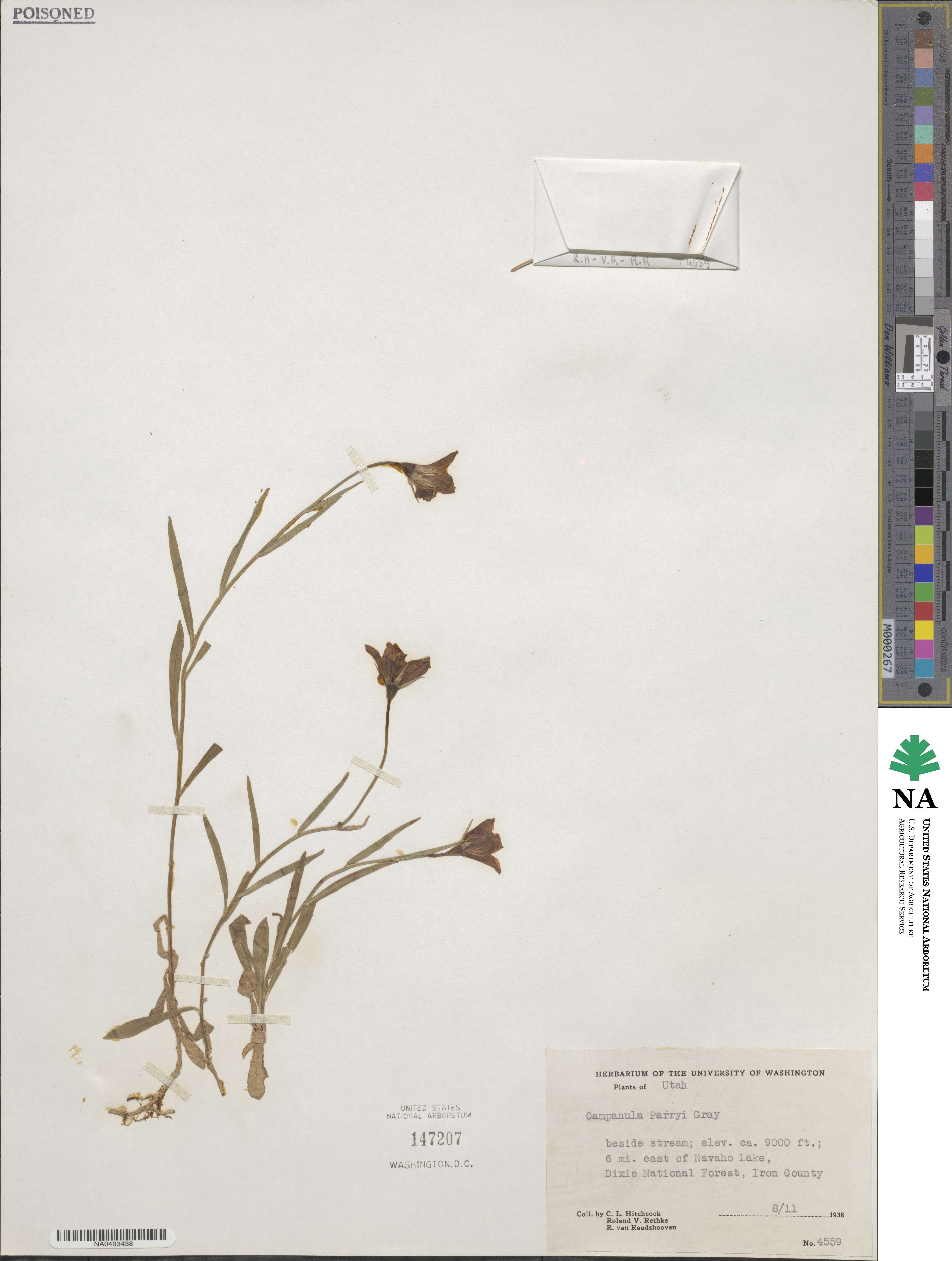 Campanula parryi image