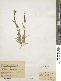 Campanula parryi image