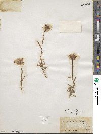 Campanula parryi image