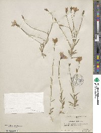 Campanula parryi image