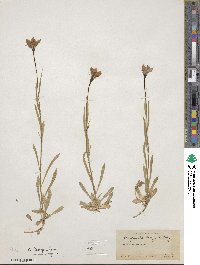 Campanula parryi image