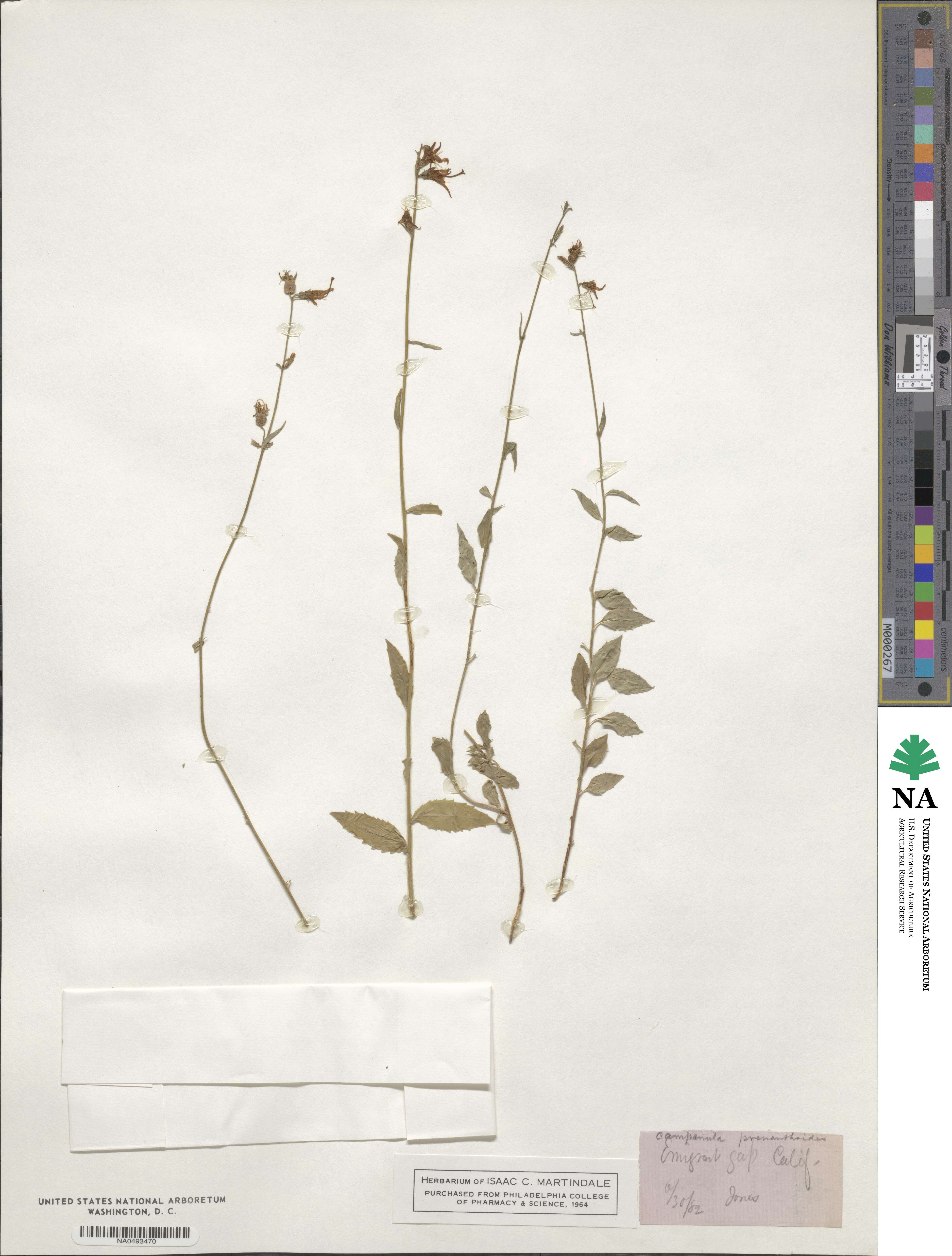 Smithiastrum prenanthoides image