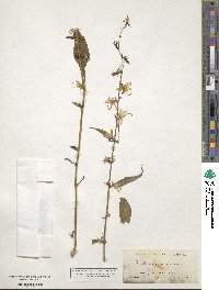 Campanulastrum americanum image