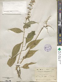 Campanulastrum americanum image