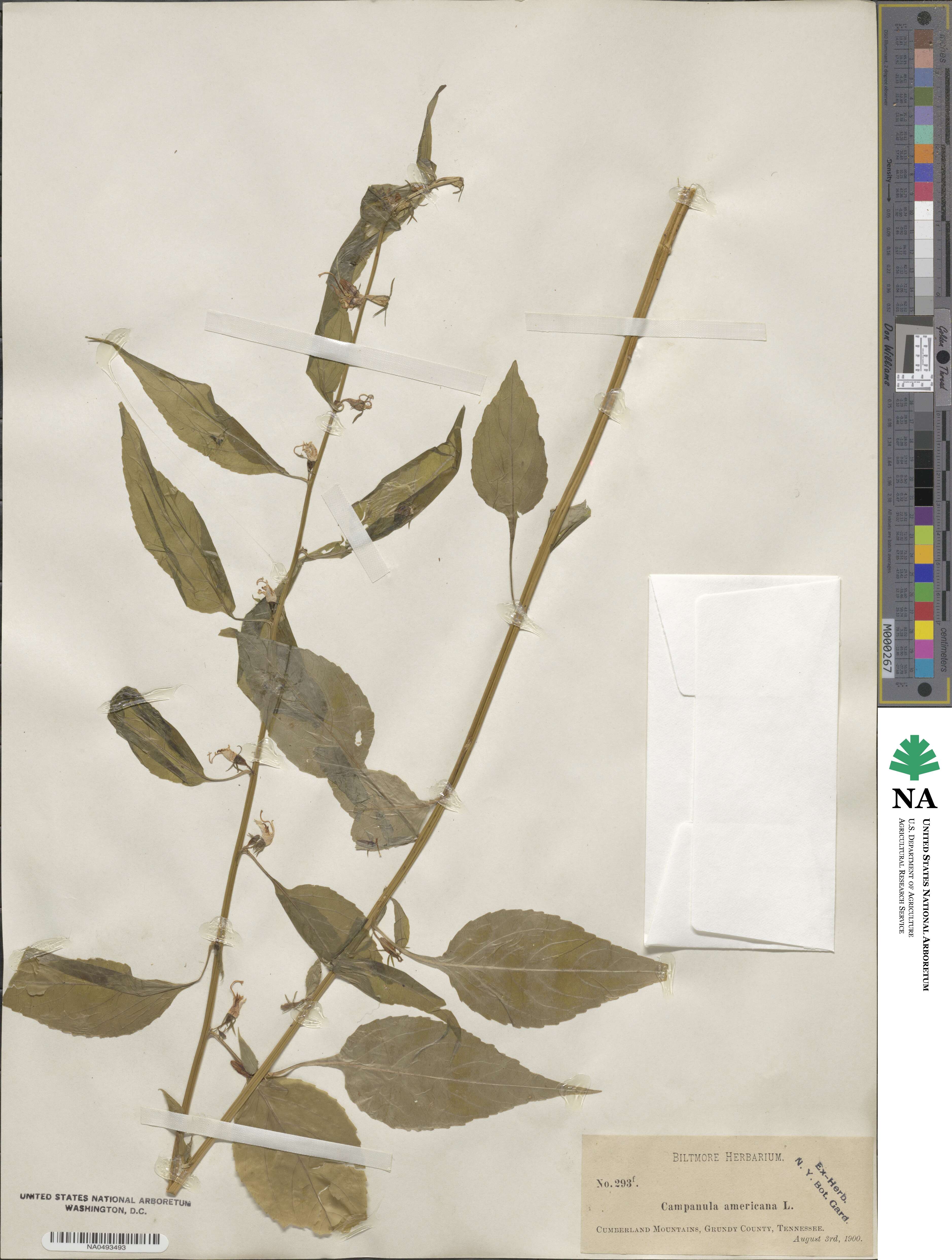 Campanulastrum americanum image
