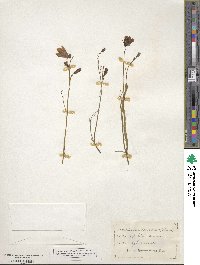 Campanula rotundifolia image