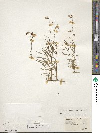 Campanula rotundifolia image