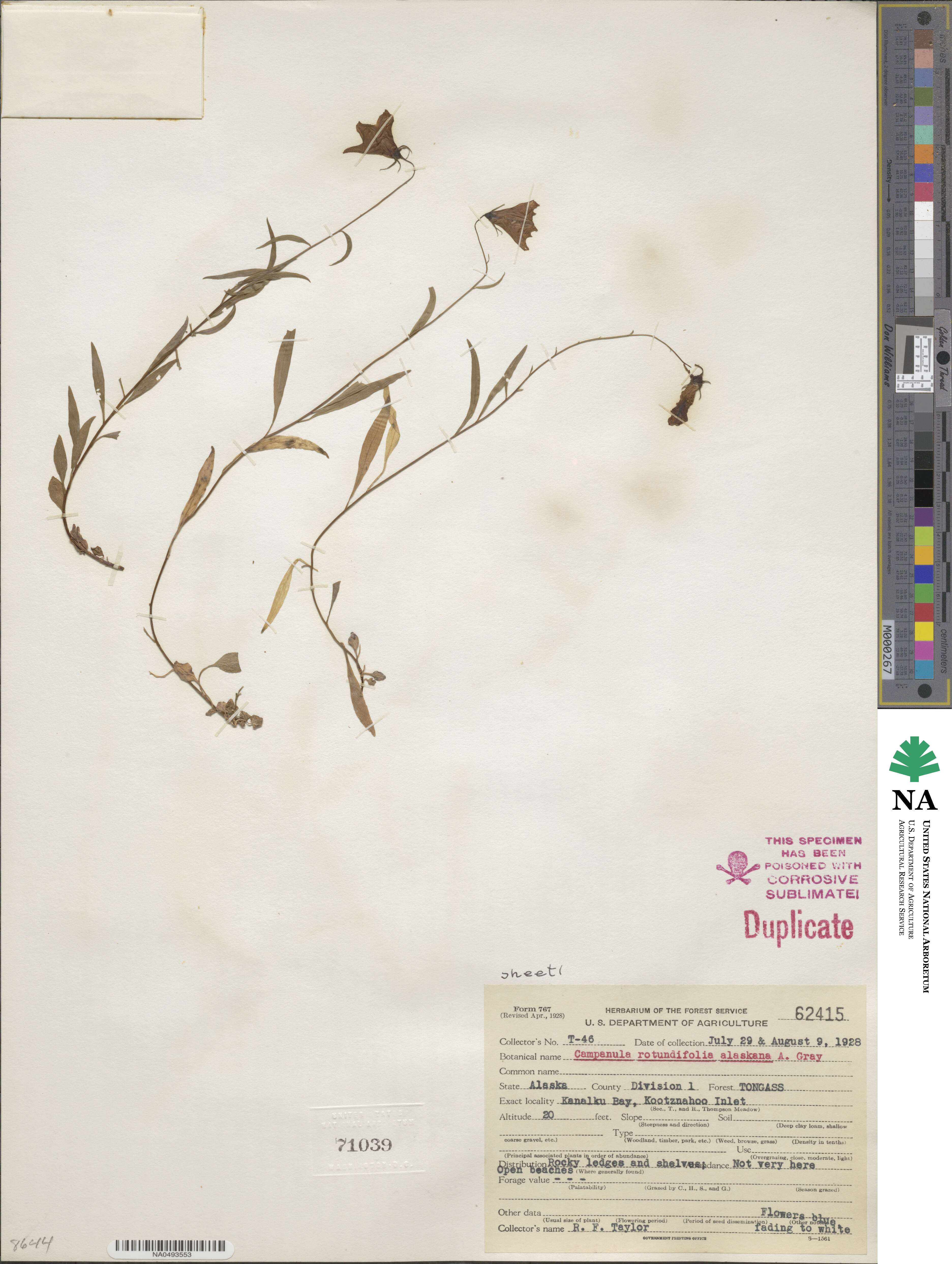 Campanula alaskana image