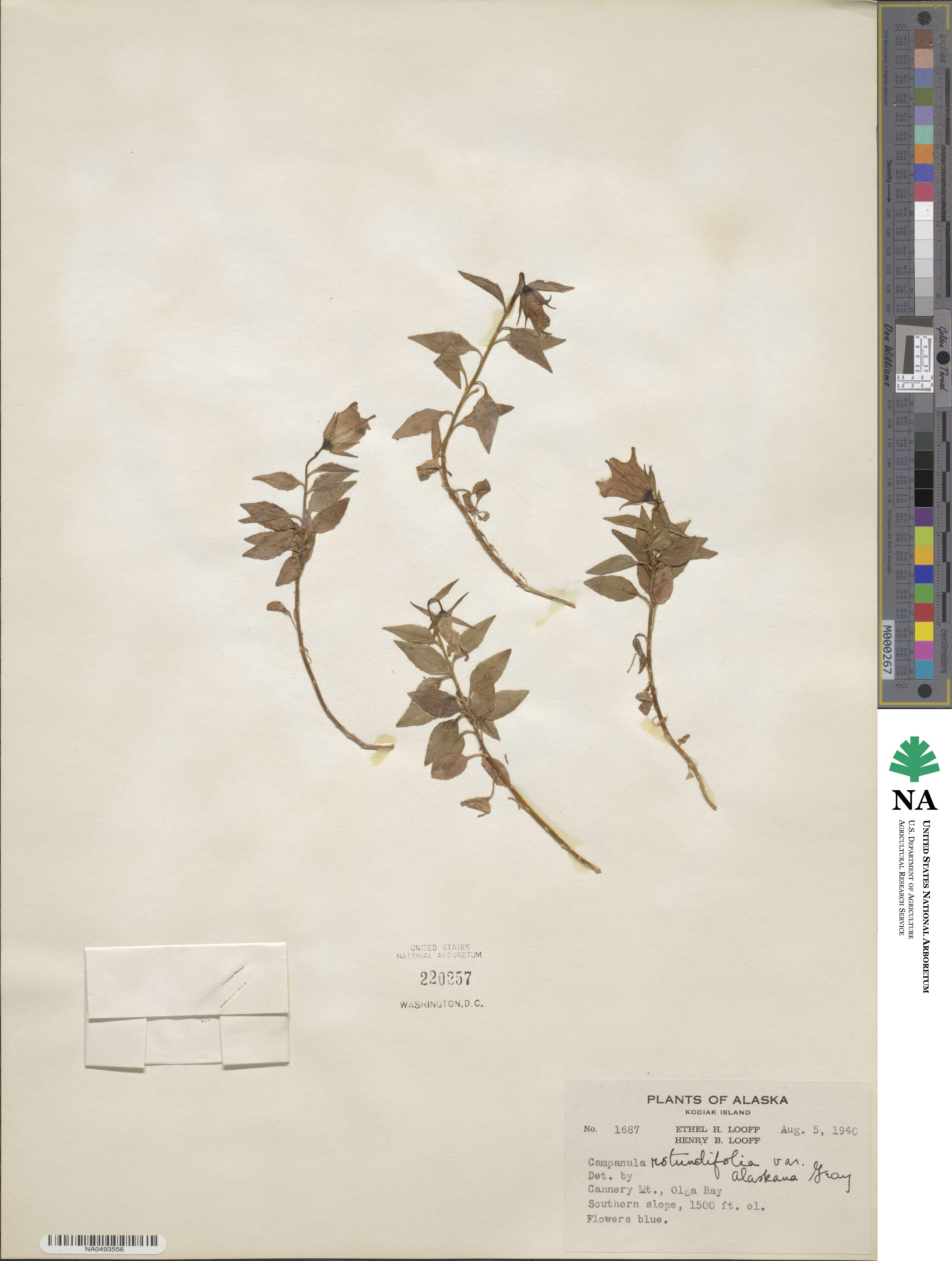 Campanula alaskana image