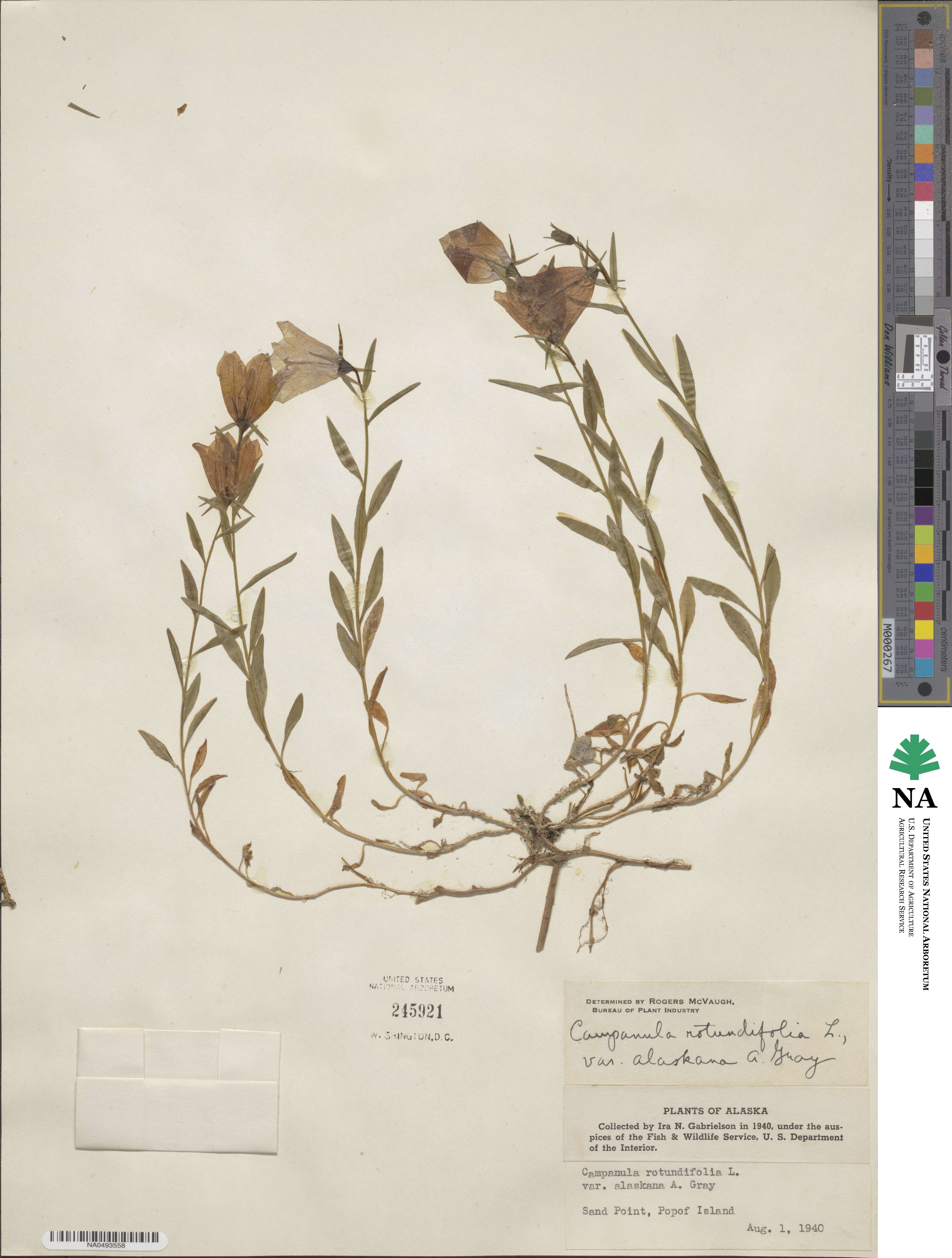 Campanula alaskana image