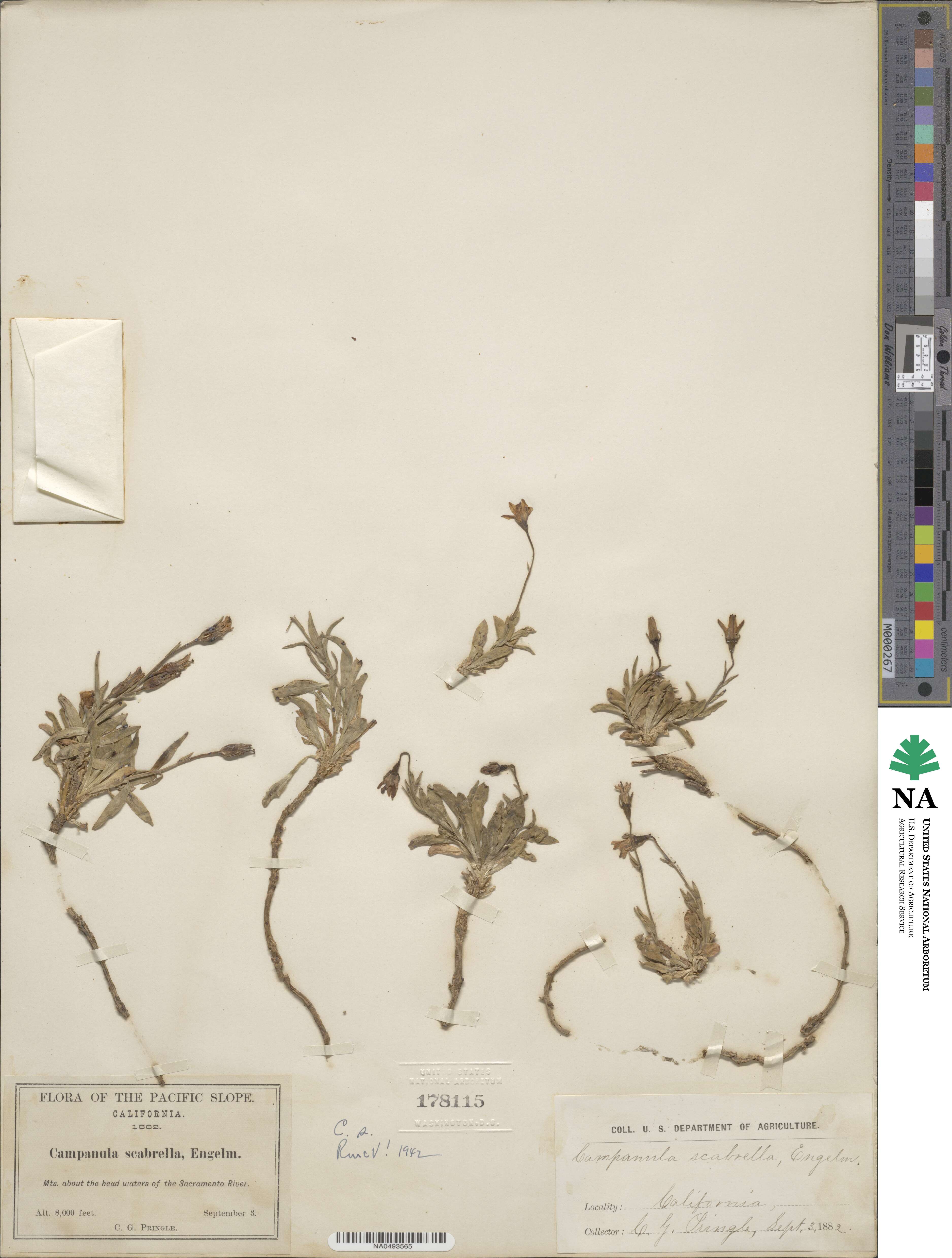 Campanula scabrella image