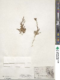 Campanula scheuchzeri image