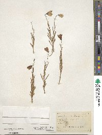 Campanula scheuchzeri image