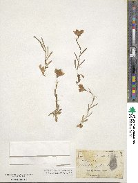 Campanula scheuchzeri image