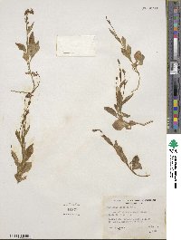 Campanula scouleri image