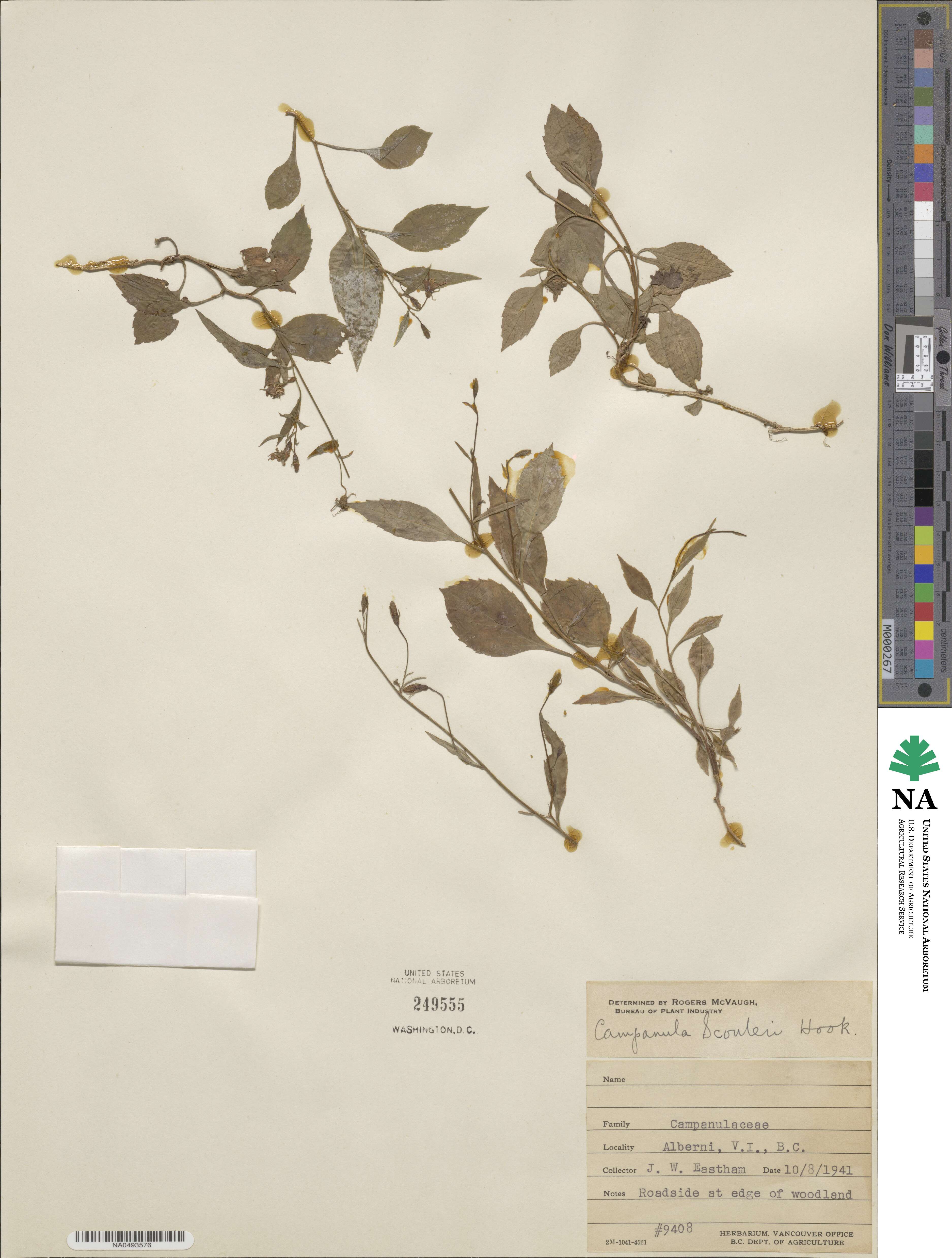 Campanula scouleri image