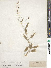 Campanula scouleri image