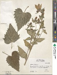 Campanula trachelium image