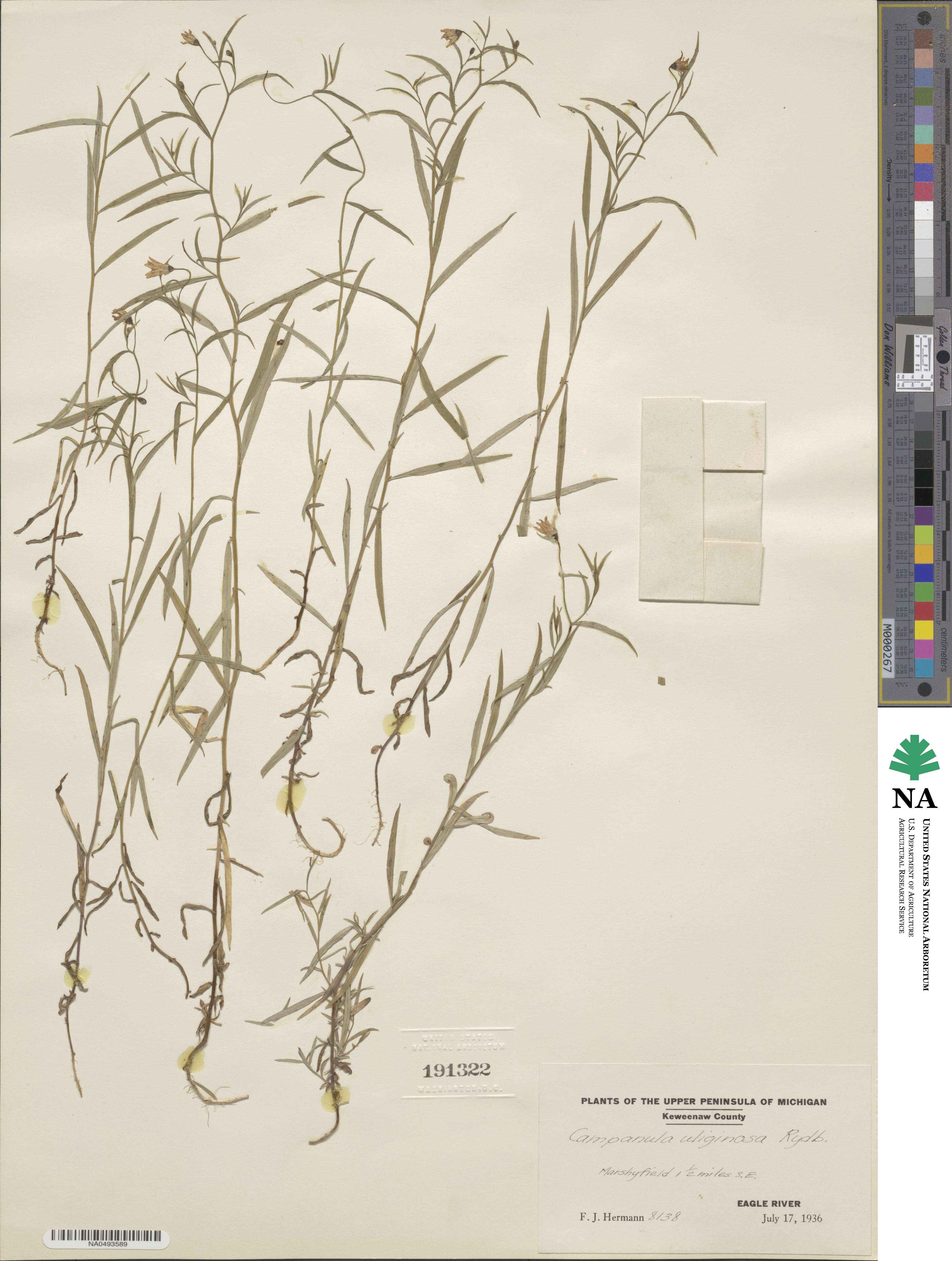 Palustricodon aparinoides image