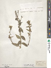 Campanula glomerata image