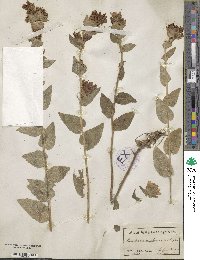 Campanula glomerata image