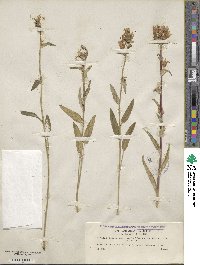 Campanula glomerata image