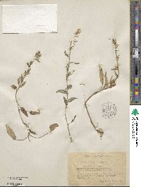 Campanula glomerata image