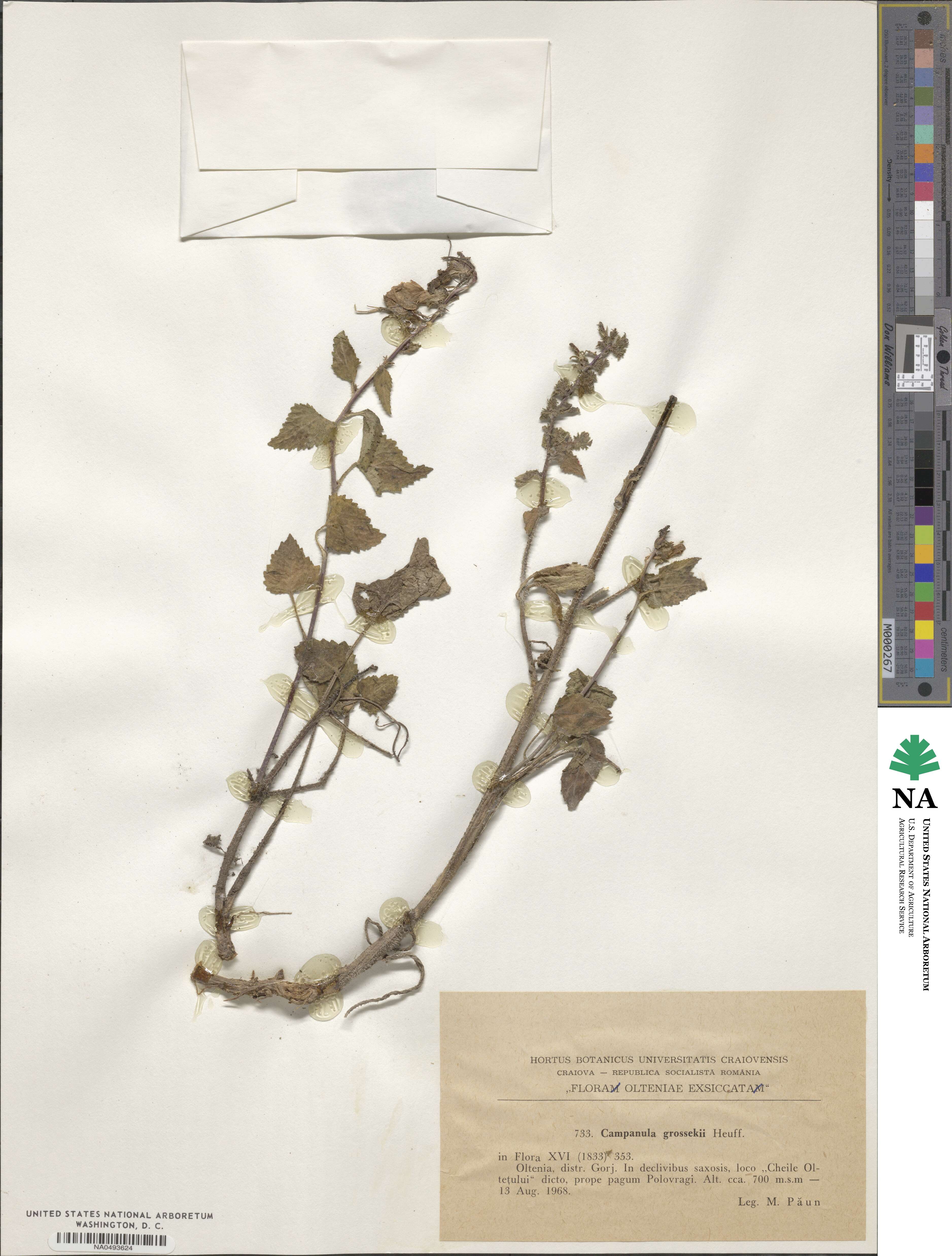 Campanula grossekii image