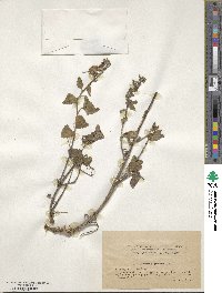 Campanula grossekii image