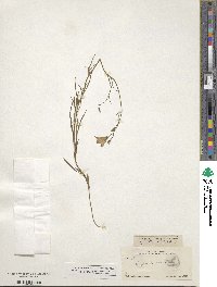 Campanula rotundifolia image