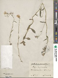 Campanula patula subsp. abietina image