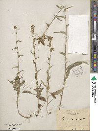 Campanula glomerata image