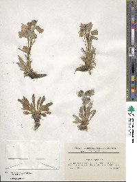 Campanula alpina image