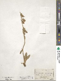 Campanula barbata image