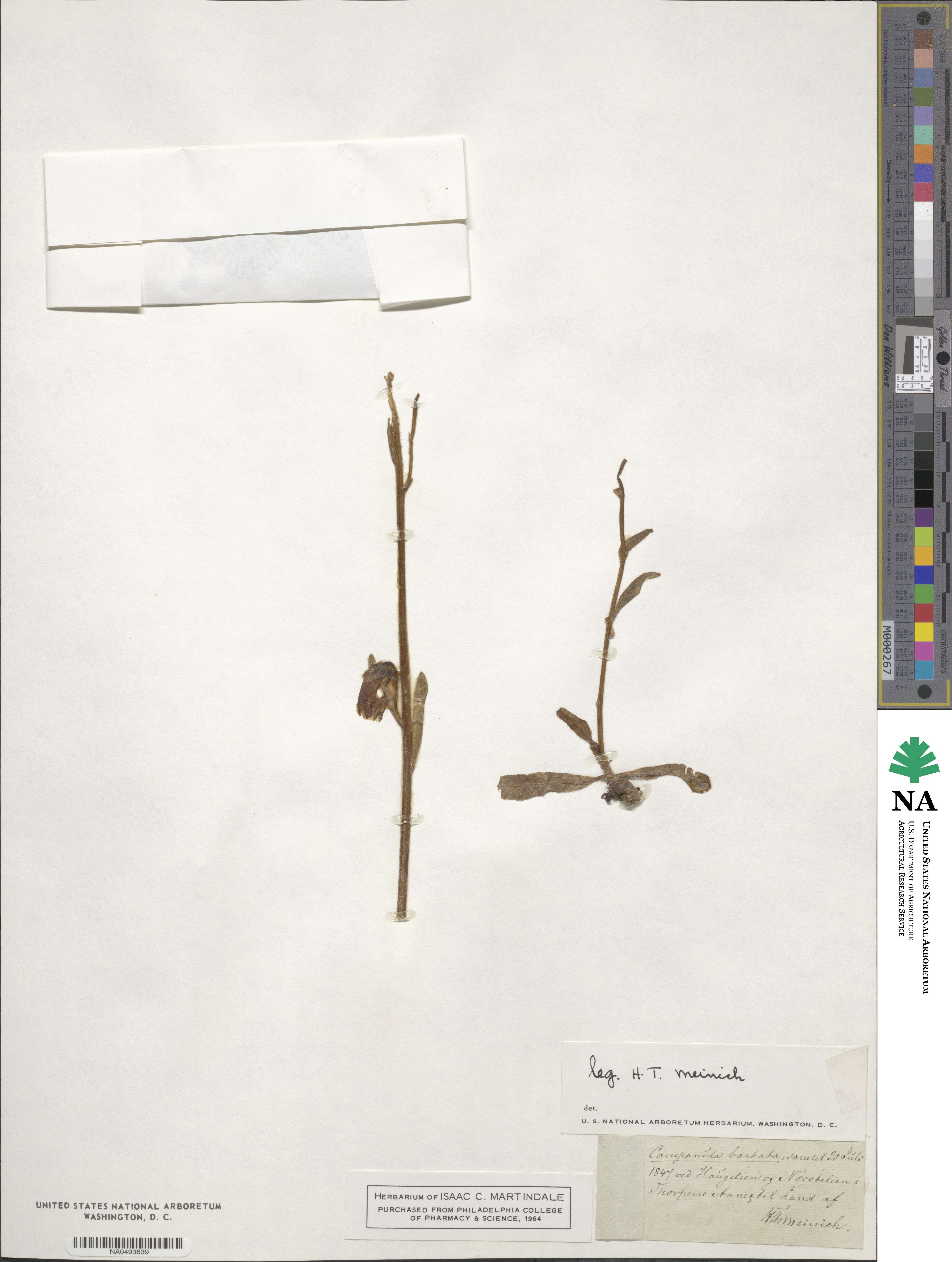 Campanula barbata image