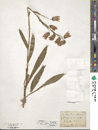 Campanula barbata image