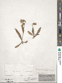 Campanula barbata image