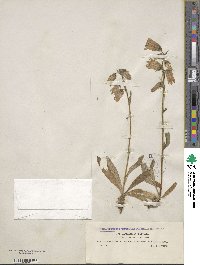 Campanula barbata image