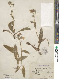 Campanula barbata image