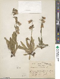 Campanula barbata image