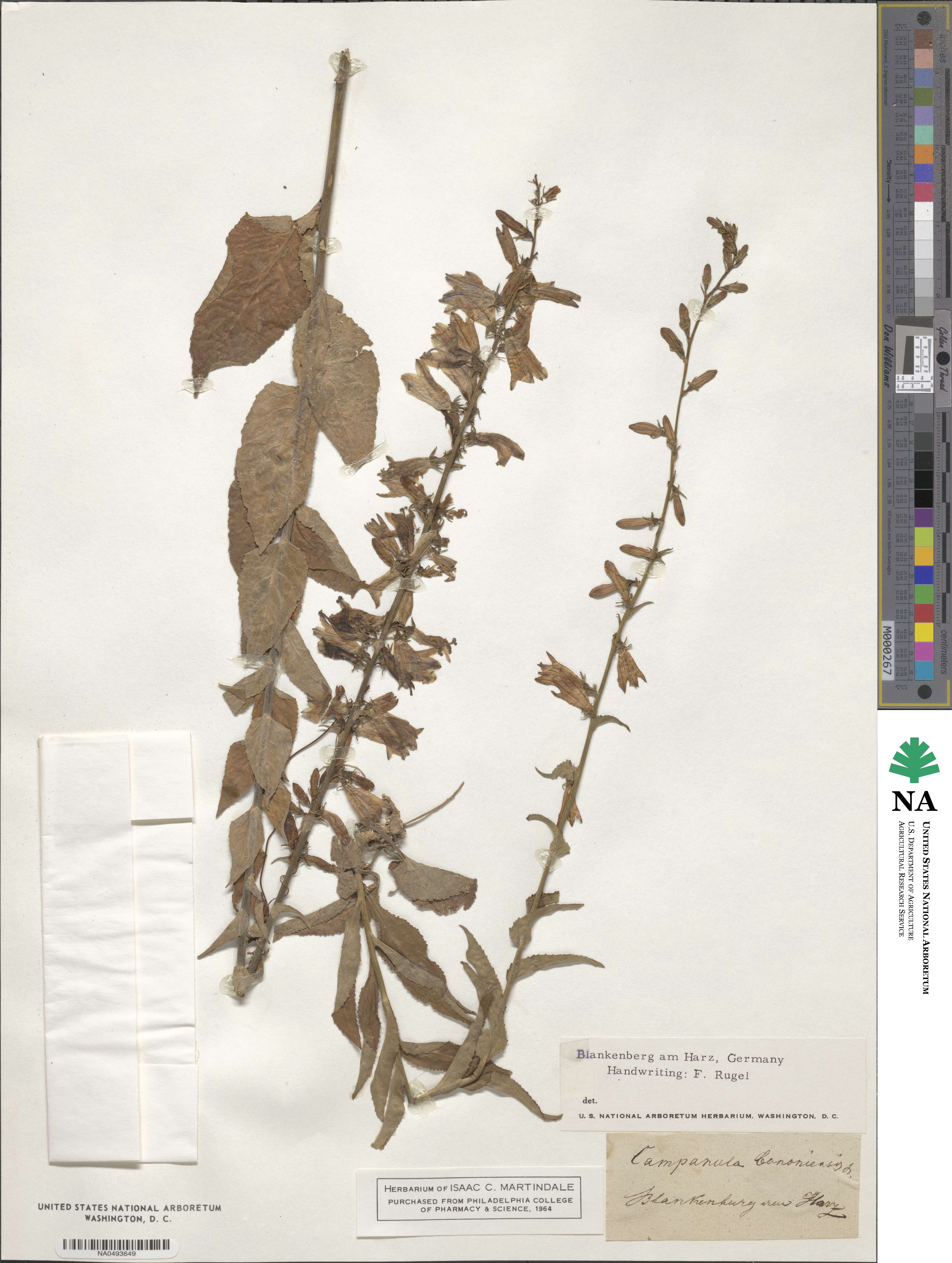 Campanula bononiensis image