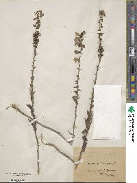 Campanula bononiensis image