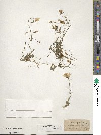 Campanula caespitosa image