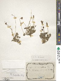 Campanula carpatica image