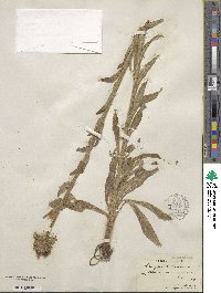 Campanula cervicaria image